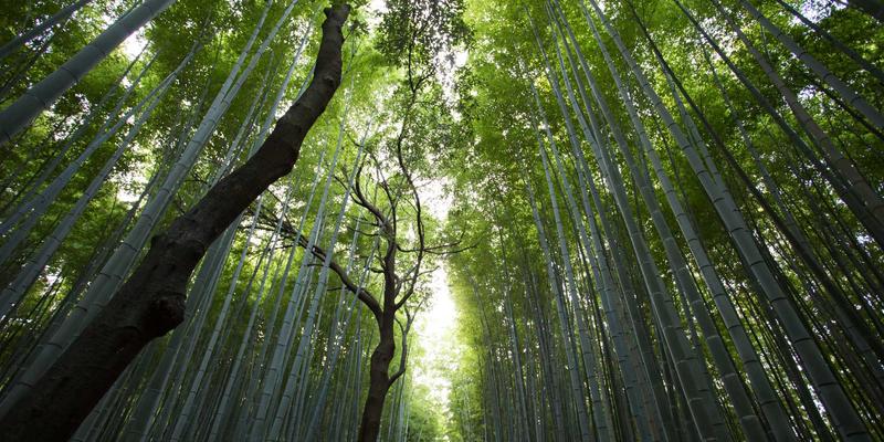 家居用品75：收纳整理、家居百货与装饰的艺术融合